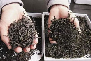 福建茶叶子发蔫怎么办？如何恢复生机