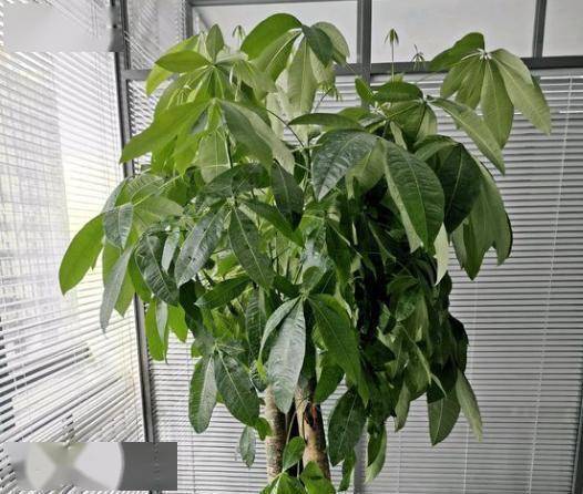 发财树怎么养才能长得旺盛，需要注意哪些养护细节