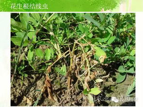 田间管理三要诀，你get了吗？