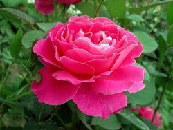 探寻那抹猩红：深红剪影月季揭秘