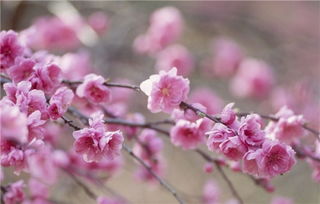 桃花的花语是什么？这些含义你了解吗