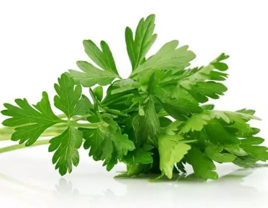 冬季种植柴胡的奥秘