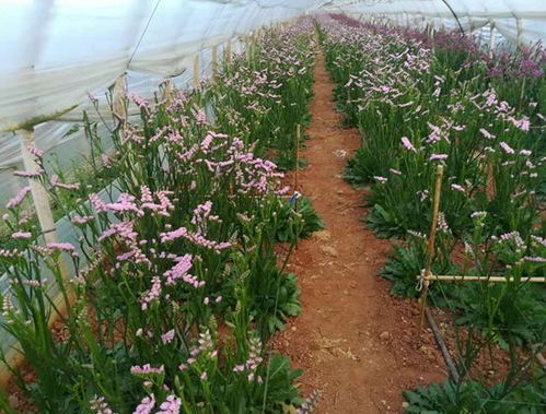 台风来袭，如何让花园“安然无恙”？