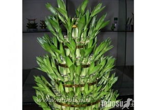 办公室摆放哪种植物蕞招财？