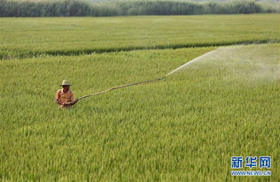 农药丰收1号：神秘的药型揭秘