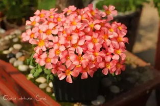 常见绿化花卉品种大盘点