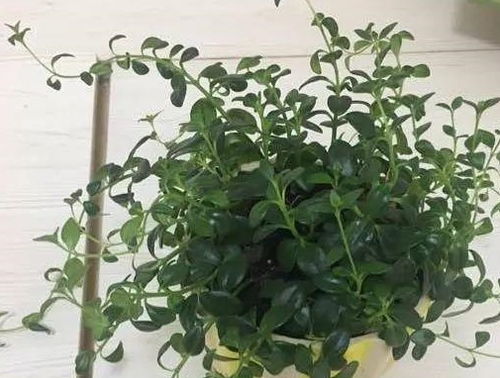 吊兰太长修剪视频教程里金鱼吊兰怎么摧花修剪才能让植株更茂盛