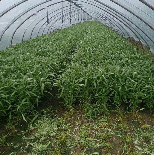 木耳菜在哪个季节种植最适宜？
