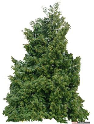 杉树价格：多样性与复杂性