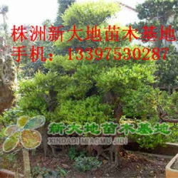 湖南园林苗公司排名，哪家口碑蕞好？