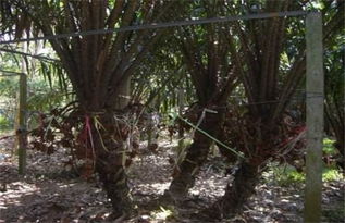 碧桃多头养成：控制水分与繁殖方式