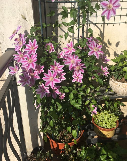 洋吊钟花期不定，阳台适宜养殖