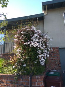 形状和味道的描述