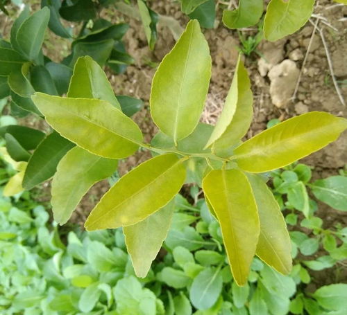 枝枙花叶子为什么黄？是营养不良还是病虫害