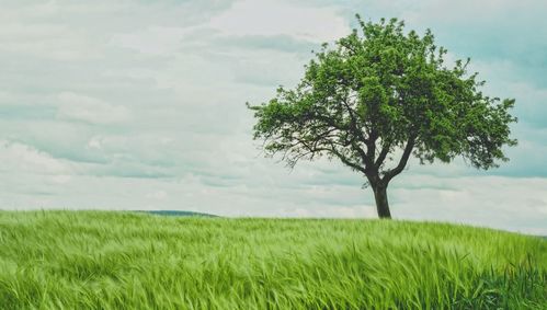罗汉松偏爱阳光，阳光之树，温暖相伴
