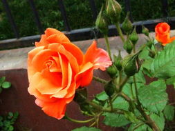 蓝色月季：永恒的爱还是永恒的笑话？