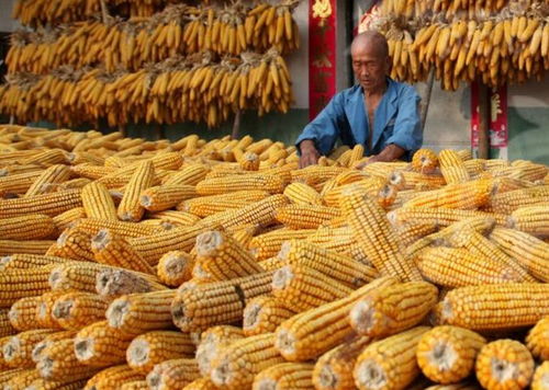 玉米种植最佳月份：春末夏初，抢鲜播种！