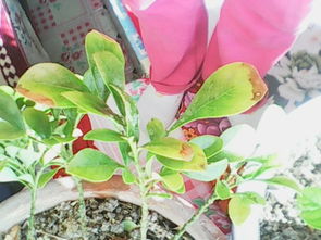 海棠花树叶干枯怎么办