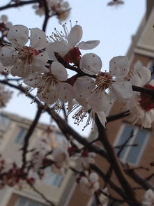 那些花儿：湖边的点缀