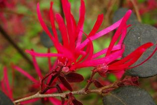 红花继木种子的播种繁殖揭秘