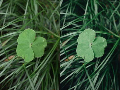 花草识别小程序：你的植物小助手