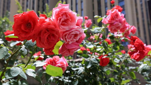 月季花园中的明星——世界月季荣誉殿堂品种揭秘