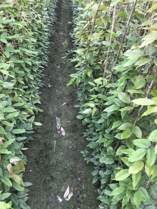 315曝光， 警惕网购油麻藤种子陷阱