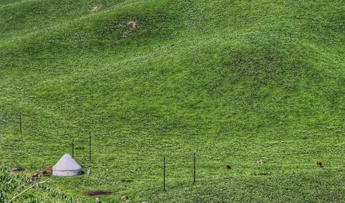 冬天草坪的“黄色马甲”之谜