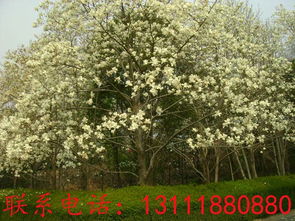 种子采收及贮藏