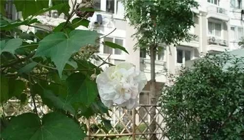 国外有哪些著名的园林景观？