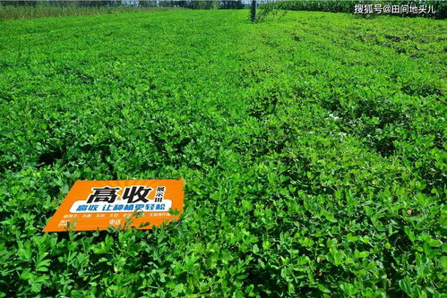 控旺套餐， 效果geng佳