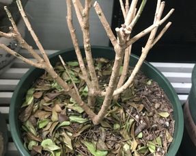 别买错了小心叶子掉光光