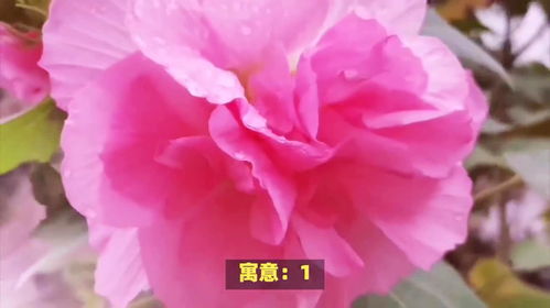 芙蓉花语是纯洁，送人前