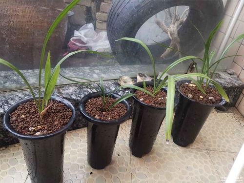 草本植物养殖方法有哪些？如何避免常见病虫害