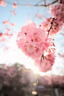 花儿也有心情，你们信吗？