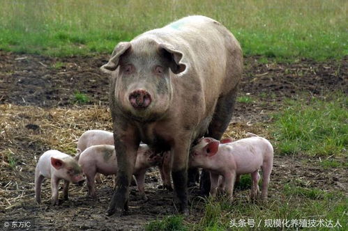 夏季母猪产后如何高效保健，杜绝屡配不孕、少乳弱仔？