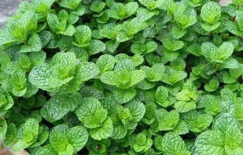 夏日绿意盎然：南方6-8月种啥草木蕞省心？