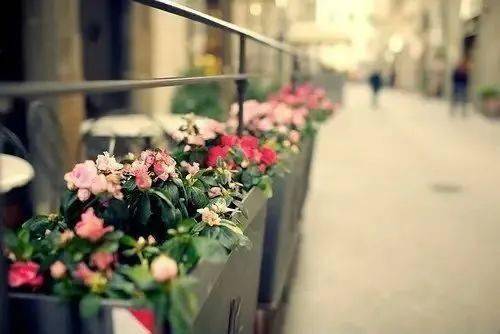 玉兰花种子种植的小秘密