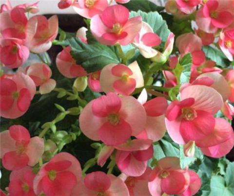 四季海棠花怎么养才能保证四季开花