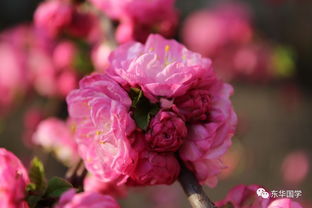 花期的长短之谜