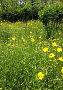 迎春花的种植距离