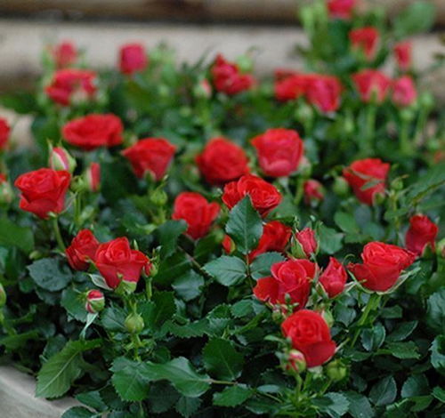 阳台上的月季花园，美丽又省心的小秘密