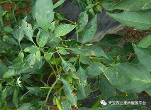 防治病害的利器：噻菌铜与百菌清