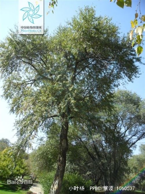 小叶杨树的自然之美