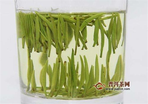 金坛雀舌茶树种植指南：揭秘其属于绿茶类的秘密
