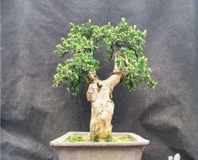 一、 松树：制作盆景的传统材料