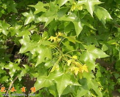 寻找元宝枫种子的奇幻之旅