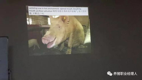 夏季高温是否会导致公猪精液受损，热应激损伤的滞后性需多久才Neng恢复？