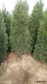 用途广泛， 美不胜收