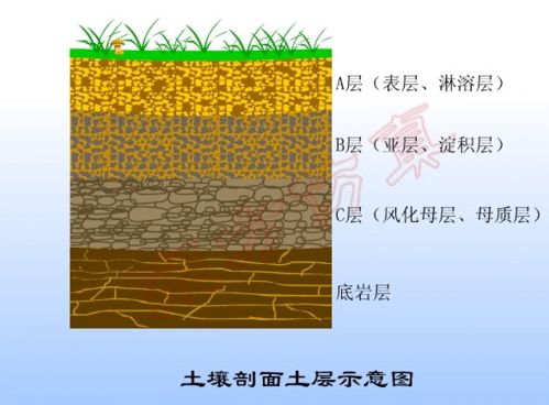没有尺子怎么办？用种子本身当量具